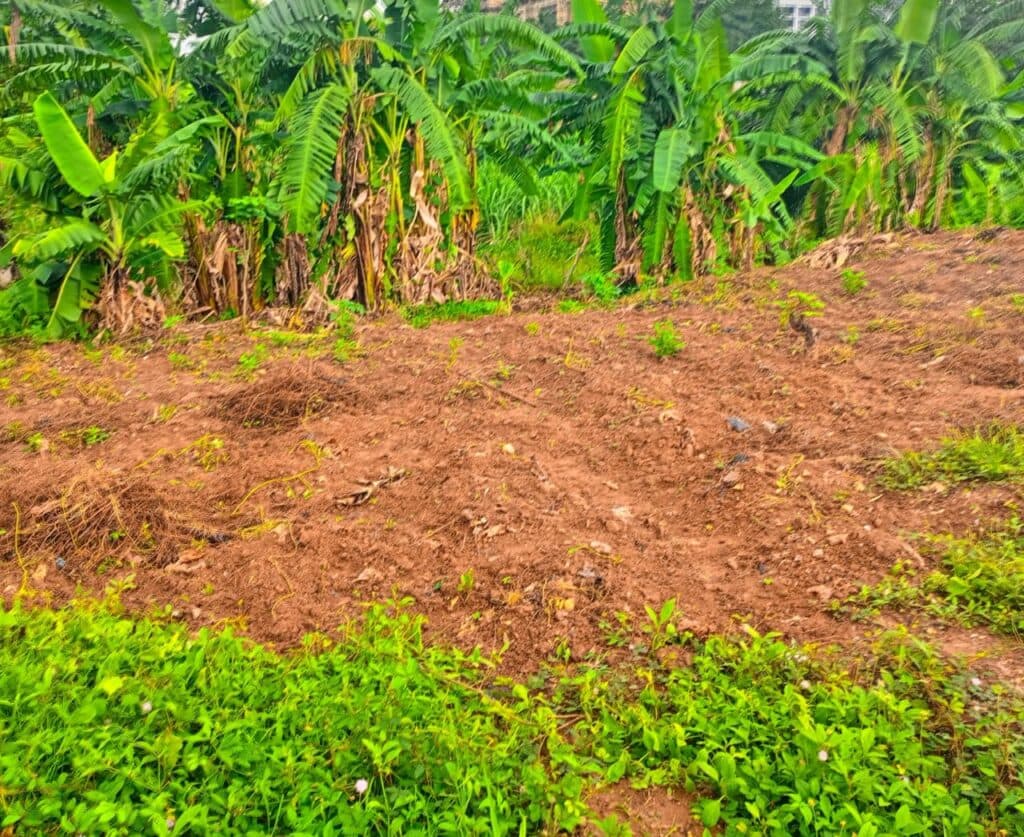 Planting Season: Farmers weigh impact of rainfall, inputs on production
