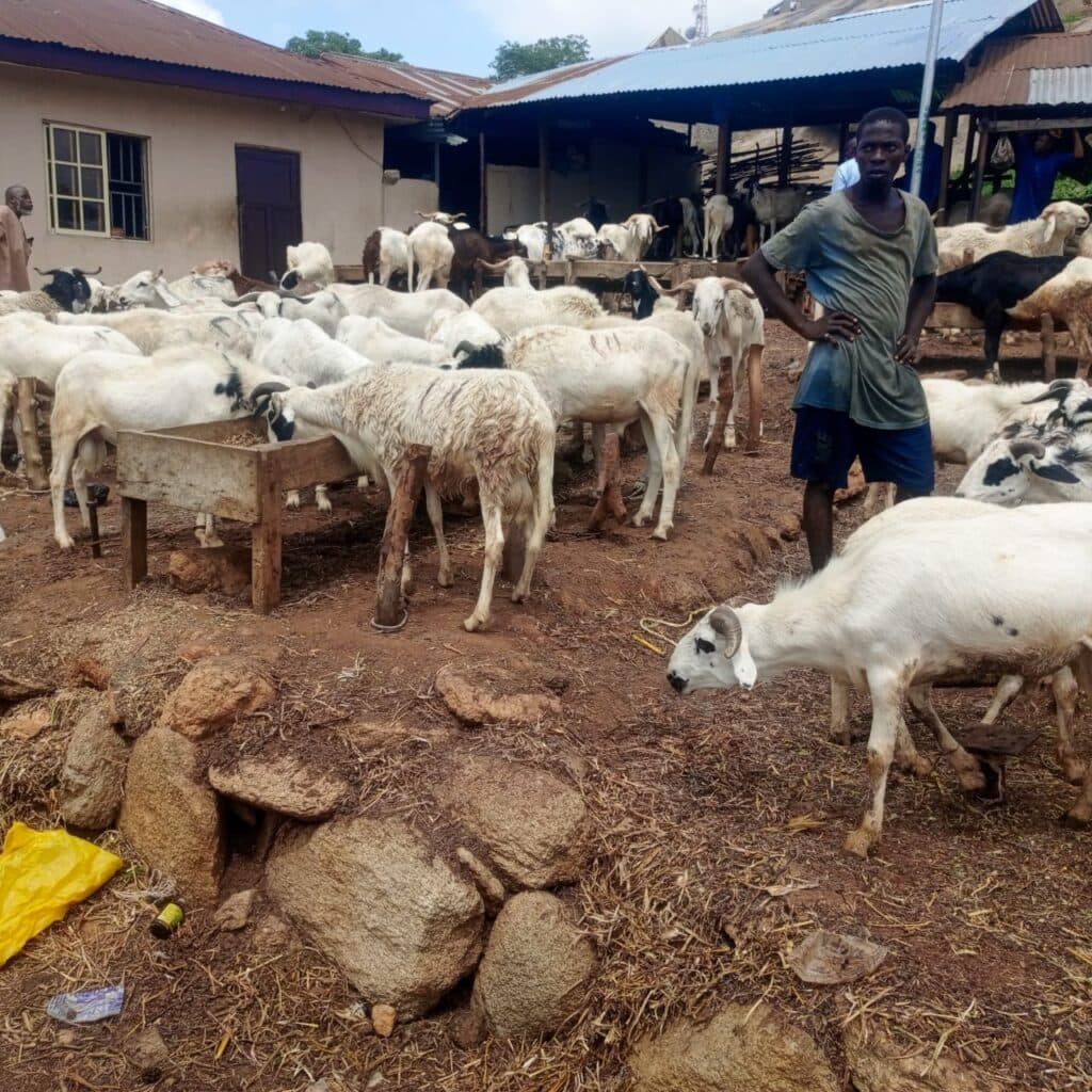 Rising ram prices spark concern ahead of Sallah