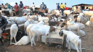 Eid-el-Kabir: Rising transport costs push up ram prices